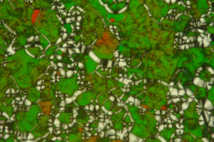 Microscopic image