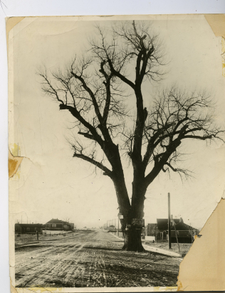 The "Old Hanging Tree" - Valverde