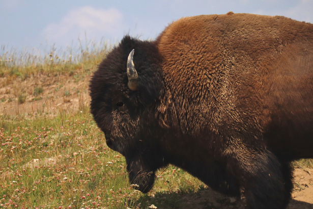 Bison - Hayden Valley