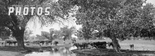 Kern River, Woodlawn Cattle Ranch