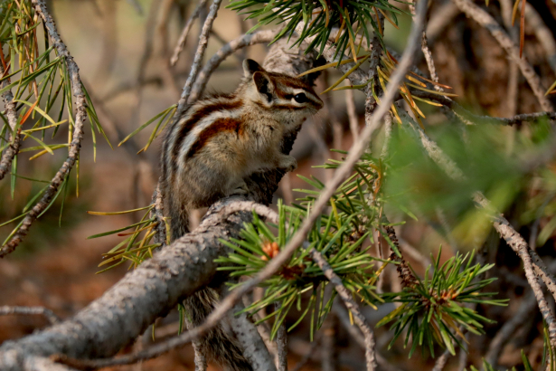 Chipmunk - Canyon Village