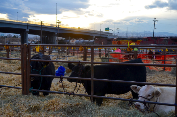 National Western Stock Show 2015