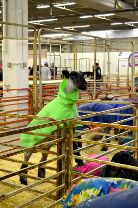 National Western Stock Show 2015