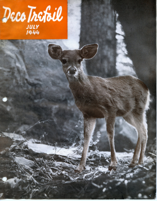 The Arizona white-tailed buck deer in Arizona