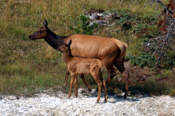 Elk Cow and Calf - West Thumb Geyser Basin