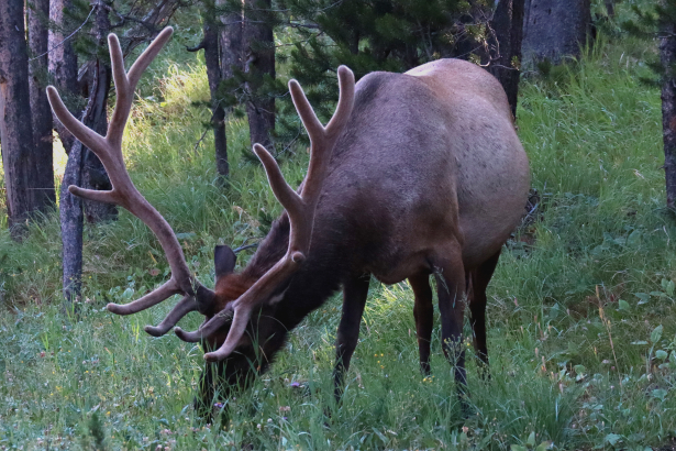 Bull Elk - North Canyon Rim Drive