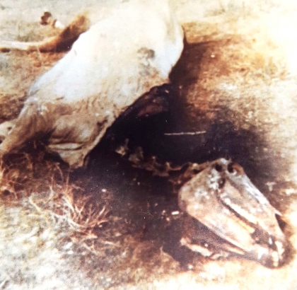 Photo of dead horse