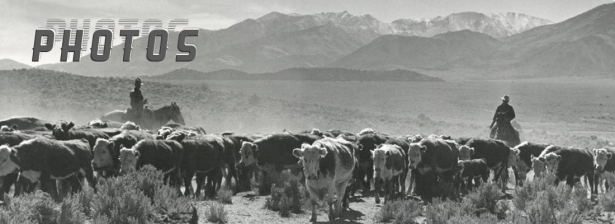 Rounding up the Herd