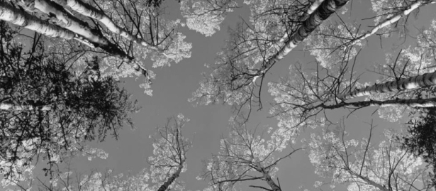 Fall aspen near Hahn's Peak, by Don Koch  |  Z-4208