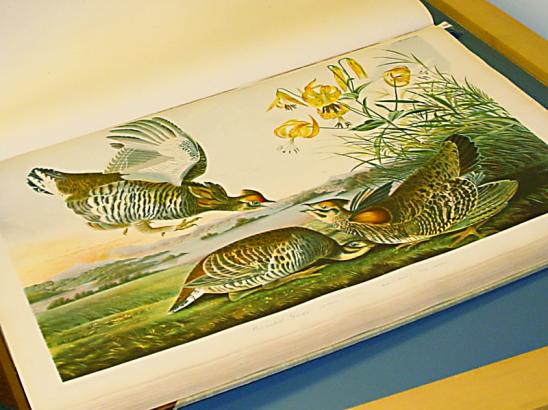 Audubon's "Birds of America" Elephant Portfolio