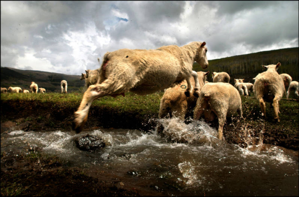 05/15/2003 Western Colorado-I was photographing an enterprise story on a migrant sheepherder in Western Colorado when he left me to hunt coyotes that threaten his herd.  While waiting for him to return, I spotted this scene from a distance, at the bott...