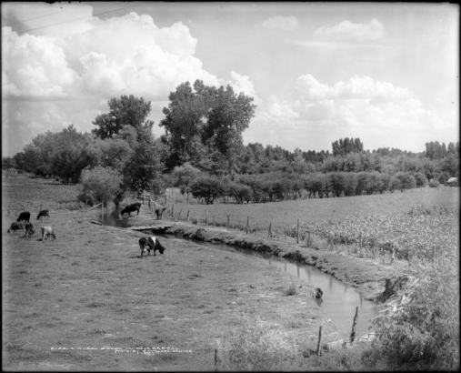 View of a fenced cow pasture in rural Colorado; a small herd grazes; one cow drinks from irrigation ditch; at right is a field of corn; at rear is an orchard, and tall cottonwoods in distance.