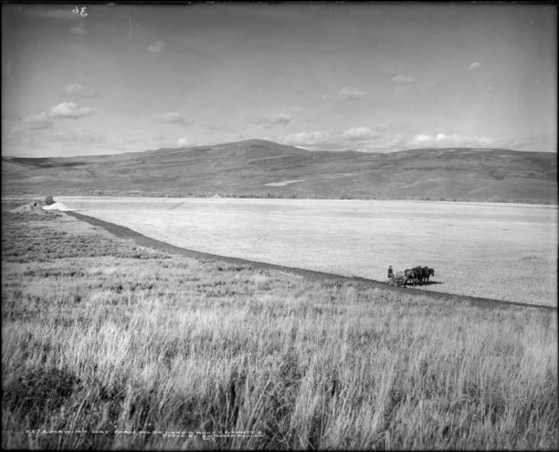 View of a man plowing a field with a five-horse team in Routt County, Colorado; a strip of plowed land extends across the image; hills in  background.