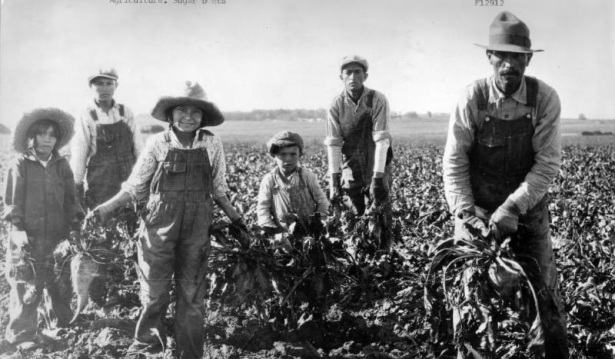 Boys, girls, and men hold freshly pulled sugar beets near Greeley, Weld County, Colorado. The workers wear bib overalls, gloves, and straw, duster, or felt hats.