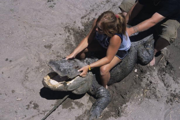 A girl sits on the back of an alligator with the assistance of a ranch worker at the Colorado Gators Reptile Park located at 9162 County Road 9 North, Mosca (Alamosa County), Colorado. The girl has blond hair and is wearing black shorts and a blue shirt.  The assistant has khaki shorts and a black shirt.  The alligator has a rope around its lower jaw.