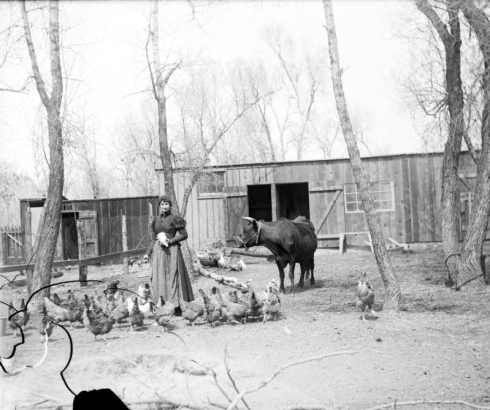 A woman feeds chickens near a wooden slat house in Denver, Colorado. A cow  stands nearby.