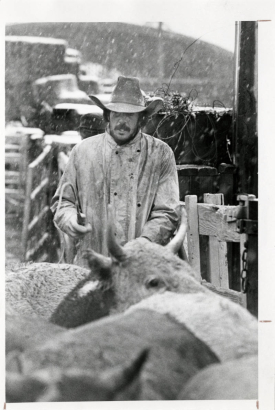 Photograph of an unidentified cowboy working in a cattle pen, during a snow storm, at the Denver Stock Yards.  In front of him are several head of cattle.  He moves them along with a small whip.