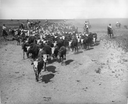A view of a cattle drive on a Texas ranch shows a herd of cattle and cowboys on horseback.