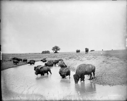 A view of American buffalo drinking at a water hole probably on the Great Plains. Trees are in the distance.