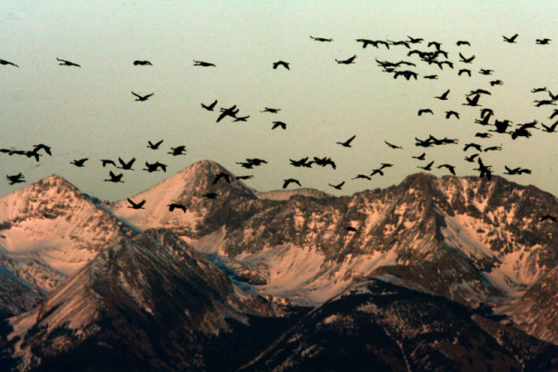 Sandhill Cranes fly to the wet lands to roost for the night, Sunday evening, March 11, 2007, at the Monte Vista National wildlife Reserve. Sandhill Cranes mate for life and live 20 - 30 years. Approximately 23,000 - 27,000  Sandhill Cranes migrate bian...