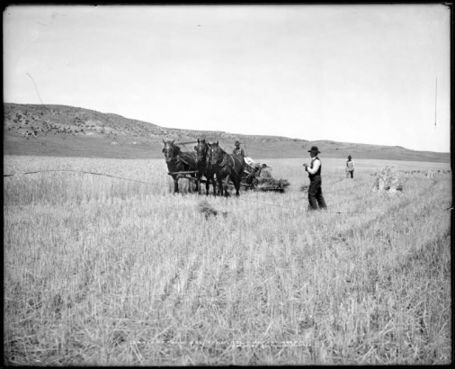 View of horse-drawn machinery cutting rye field, probably somewhere in Routt County, Colorado reached via Denver & Salt Lake Railroad  (formerly Denver, Northwestern & Pacific), Moffat Road; three-horse team, two men standing in field ready to bundle rye, dry-land farming.