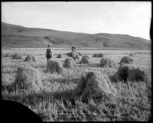 View of cut wheat in stacks across partially cut field, Van Tassel Ranch, Routt County, Colorado; Hiram & Lydia Lovell Van Tassel homesteaded in Breeze Basin area; two unidentified men, one man holding bundle of wheat; dry-land farming.