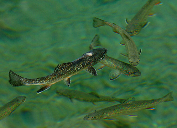 (GLENWOOD SPRINGS, COLO., May 12.2004 ) VIEWFINDER, While up at Hanging lake I noticed these trout swimming around in the clear water.  I had to find an angle where I wouldn't get any reflection from the sky and then used my 70 - 200 zoom and my Nikon ...