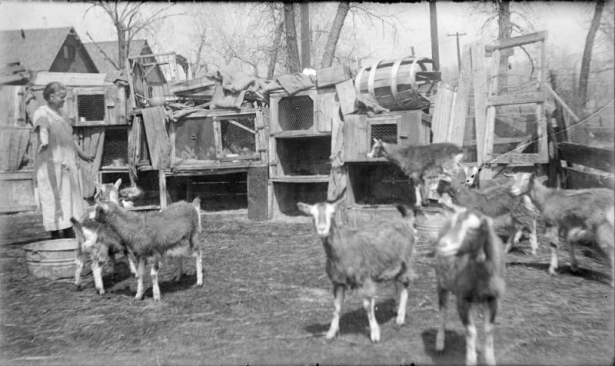 View of a yard with goats and rabbit hutches, in Denver, Colorado; a woman looks on, and houses are in the background.
