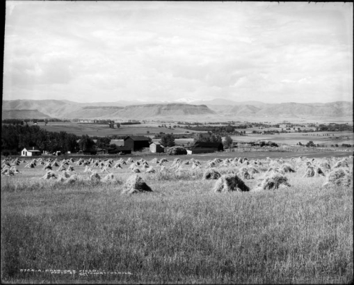 View of an oat field east of Golden, Colorado; shows stacks of harvested grain, farm buildings, North and South Table Mountains, and Mount Evans.