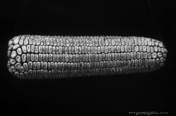 Close view of an ear of corn on black background; kernels are somewhat shriveled (seed corn).