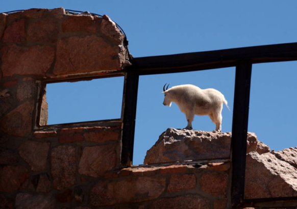 (MOUNT EVANS Colo., September 1,2004) A Mountain Goat  stands on a rock over looking the "Castle in the Sky" at the top of Mount Evans Rd. September1, 2004. The castle was once called the Crest House, that was built in 1941 and at that time was the hig...