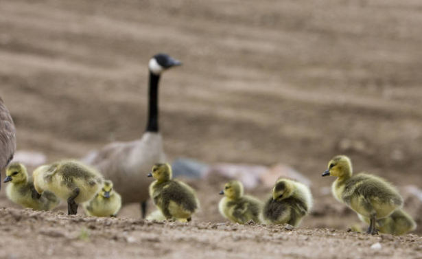 DLM0219  Wed., May 2, 2007. (DARIN MCGREGOR/ROCKY MOUNTAIN NEWS) Gary Coffey, 45, of LAKEWOOD superintendent with Concrete Works of Colorado "Job of a lifetime" I could retire right now and this would be the feather in my cap" It's great to work on som...