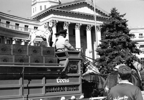 Partial view of horses pulling a Coors beer carriage in the Saint Patrick's Day parade in front of the Denver City and County Building in Civic Center, Denver, Colorado. Signs on the carriage read: "Coors" and "Belgian Hitch."