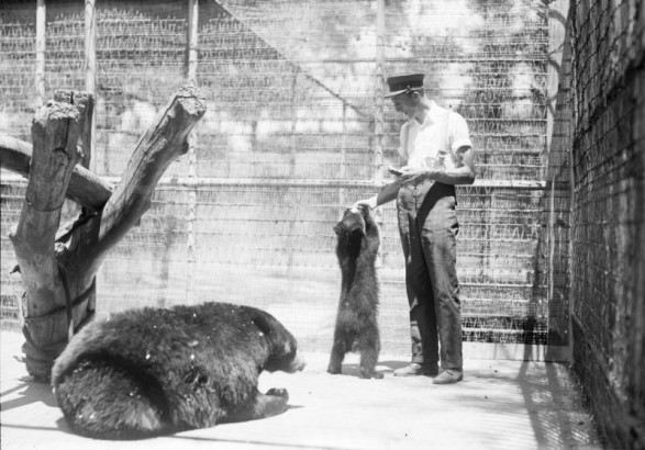 A zookeeper feeds a bear cub at the Denver Zoo in City Park, Denver, Colorado; an adult bear is also inside the cage.