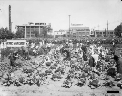 Women tend a vegetable garden with shovels, hoes and other tools. The garden is next to the Gates Rubber Company office building on South Broadway in Denver, Colorado. A sign reads: "Gates War Garden"; plants include cabbage and corn.