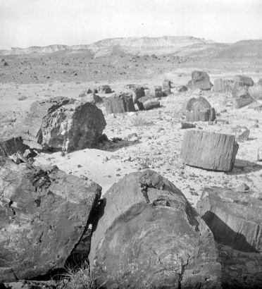 View of large petrified log segments at Petrified Forest National Monument, Arizona. The log-like rocks stand on their sides and ends on a rocky desert landscape. Possibly Blue Mesa stands in the distance.