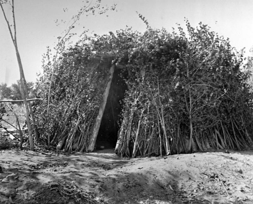 View of a Native American (Navajo) summer hogan. The brush shelter stands near two crossed wooden poles that support a horizontal pole.