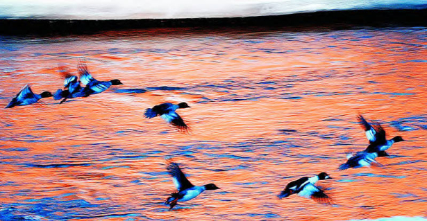 Birds over sunset reflection