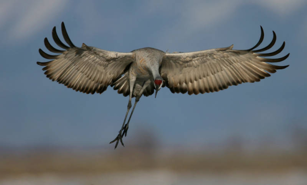 A sandhill crane spreads its wings as it lands in the Monte Vista National Wildlife Reserve, March 3, 2008, Monte Vista, Colorado. A cranes wing span is about 6 feet and can fly up to 45 miles per hour. This bird will continue its voyage to the summer ...