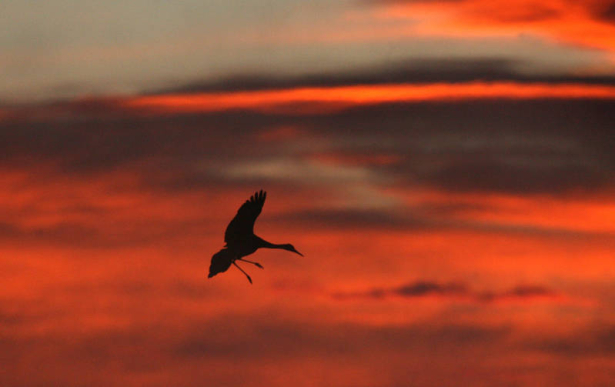 A sandhill crane flies past Mount Blanca, as it heads to open water, on the Monte Vista National Wildlife Reserve, to roost, March 3, 2008, Monte Vista, Colorado. They can fly up to 30,000 feet.   (KEN PAPALEO/ROCKY MOUNTAIN NEWS)