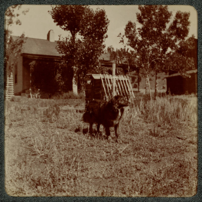 A dog poses in a yard near a house in Colorado.