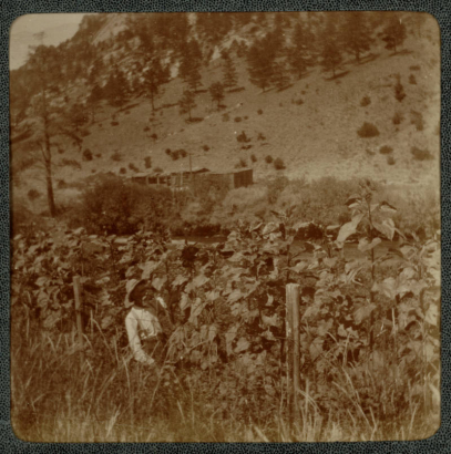 A man poses near a group of sunflowers by a river possibly near Colorado Springs (El Paso County), Colorado.