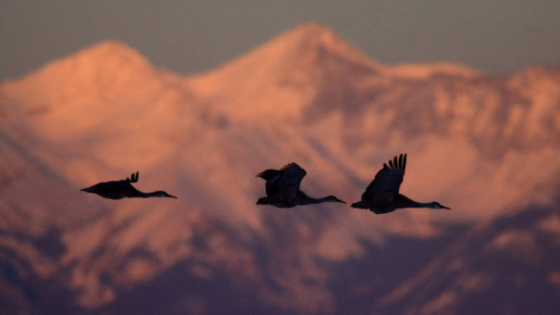 A family of sandhill cranes flies past Mount Blanca, as they head to open water on the Monte Vista National Wildlife Reserve, to roost, March 3, 2008, Monte Vista, Colorado. They can fly up to 30,000 feet.  Cranes mate for life and their young will be ...