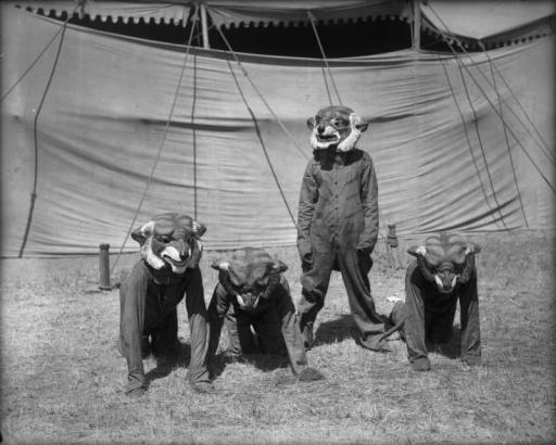 Four people dressed in union suits with large tiger masks that cover the entire head pose near a circus tent, Sunflower (Flower) Carnival, Colorado Springs, El Paso County, Colorado. Three people stand on their hands and knees, one stands.