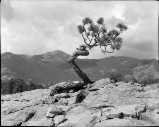 Lone twisted pine tree; Clear Creek County, Denver Mountain Parks (?) Colorado.