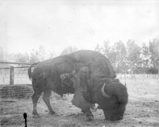 View of a bison in a pen in Colorado.
