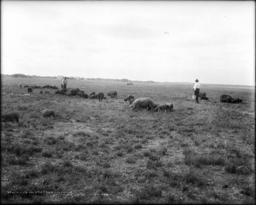Hogs run on grass pasture on eastern Colorado plains; two men in hats carry buckets of feed.