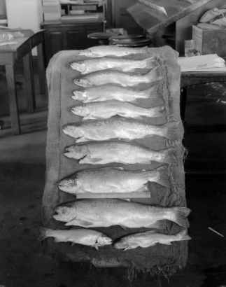 Gutted trout are arranged on burlap with a ruler; stools and a table are in the background.