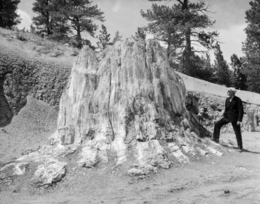 A man, wearing a suit and tie, stands by a wide petrified tree stump. Pine trees dot an embankment in the background.