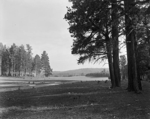 Forest edges meadows, probably in Colorado or Utah; pine trees are in the foreground.